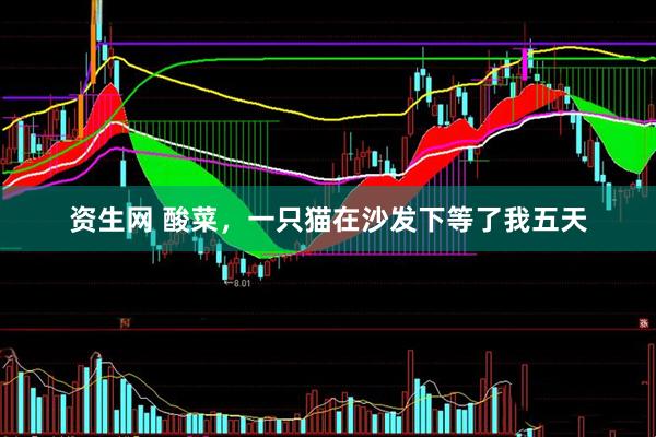 资生网 酸菜，一只猫在沙发下等了我五天